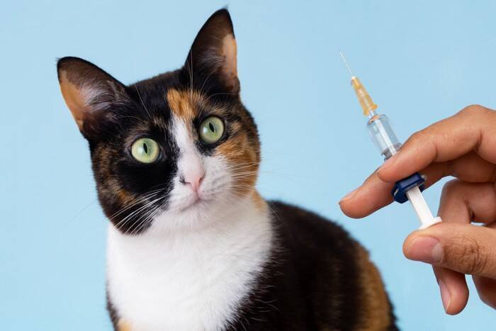 猫への『ワクチン接種』が欠かせない3つの理由　防げる病気の種類や知っておきたいことを解説