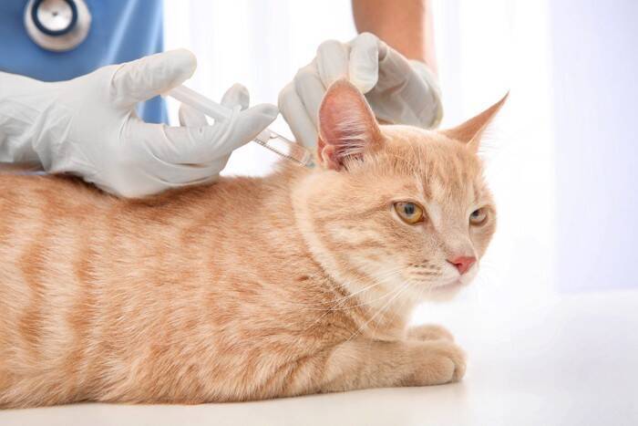 猫への『ワクチン接種』が欠かせない3つの理由　防げる病気の種類や知っておきたいことを解説