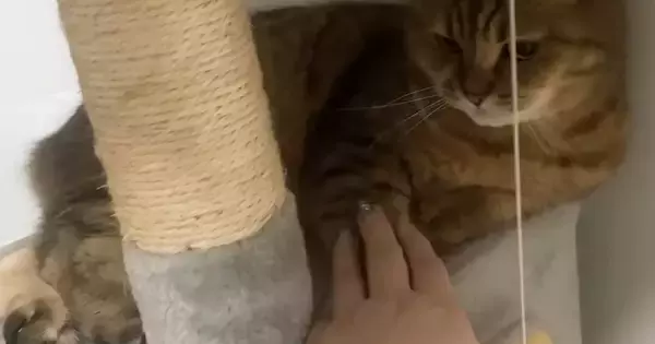 キャットタワーでくつろぐ猫の前足の上に『手を乗せてみた』結果…思わず笑ってしまう『攻防戦』に「負けられない戦い」「いい顔するなぁｗ」