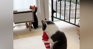 エビのぬいぐるみで遊んでいた猫が『レッサーパンダのぬいぐるみ』に気づいた次の瞬間…まさかの光景に「ドラマチックｗ」「運命の出会いｗ」