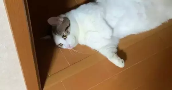 『計算して落ちてる？』家中のあらゆる場所で『寝転ぶ猫』が35万再生「猫が落ちている日常ｗ」「みんなを笑顔にしたいのかな」
