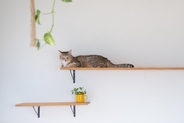 猫と『快適に過ごせる家』に欠かせない条件4つ　後悔しないためのポイントや環境作りのコツ