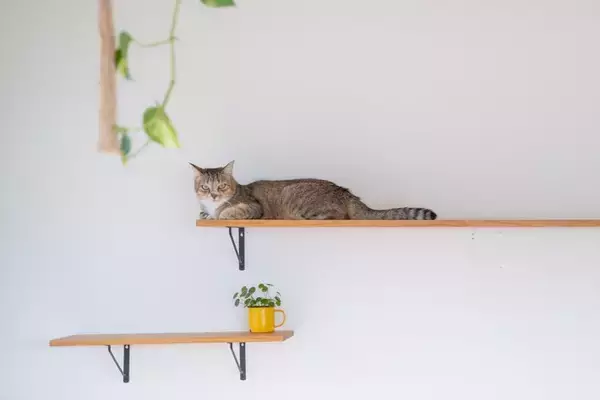 猫と『快適に過ごせる家』に欠かせない条件4つ　後悔しないためのポイントや環境作りのコツ