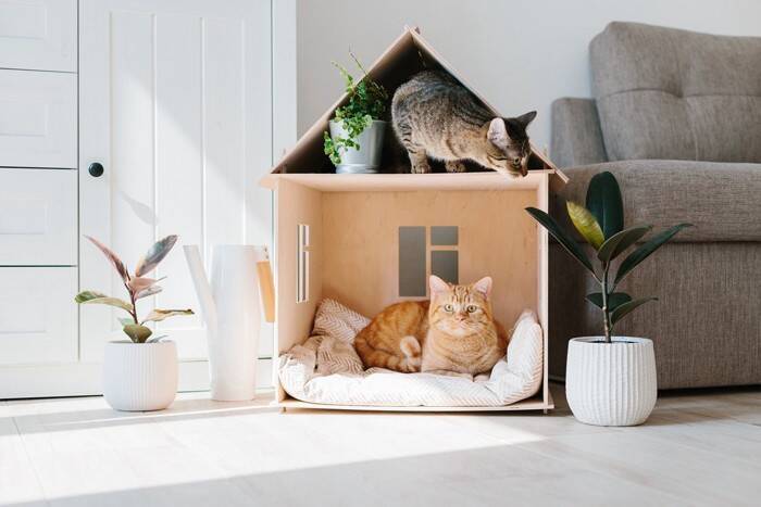猫と『快適に過ごせる家』に欠かせない条件4つ　後悔しないためのポイントや環境作りのコツ