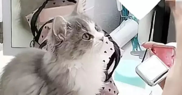 ドレッサーの上に座る子猫→メイク中のママをじっと見つめて…微笑ましい光景が25万再生「何ちてるの感が可愛すぎ」「幸せでしかない」