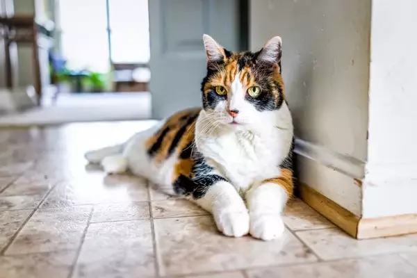 猫の『認知症』を疑ったら確認したいポイント4つ　表れる症状や飼い主にできることまで