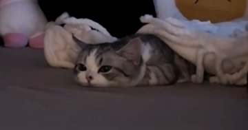 『ぺちゃんこになっていた子猫』が起き上がると…思わず声が出る『たまらない瞬間』が188万再生「可愛すぎてよくわからん」「涙が出てきた」