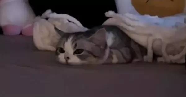 『ぺちゃんこになっていた子猫』が起き上がると…思わず声が出る『たまらない瞬間』が188万再生「可愛すぎてよくわからん」「涙が出てきた」