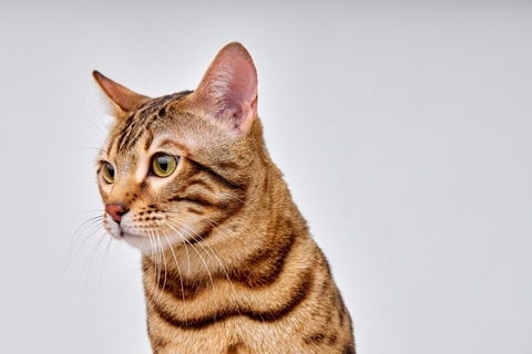 猫は『幽霊』が見えていると言われる4つの理由　ミステリアスな行動の意味も解説