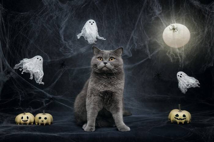 猫は『幽霊』が見えていると言われる4つの理由　ミステリアスな行動の意味も解説