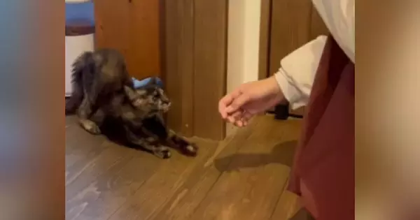 帰省してきた娘が『生後1か月ほどの保護子猫』と初めて対面した結果…まさかの展開に笑顔になる人続出「可愛すぎて笑った」「早いｗ」