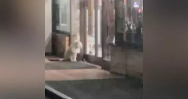 2日間、コンビニの前で『ごはんを下さい』と必死に訴えていた猫……切ない光景と迎えた結末に反響「涙が出る」「頑張ったね」と29万再生