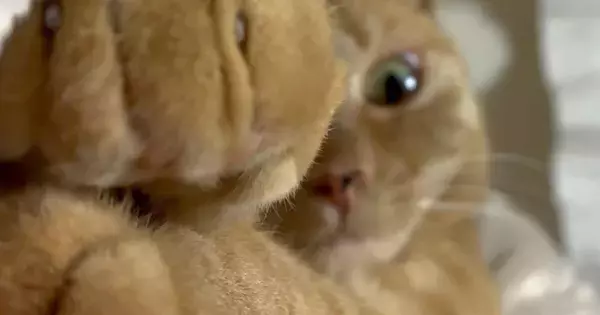 おててを伸ばしていた猫→ちょっと顔を近づけた途端に…『まさかの行動』に爆笑の声「お顔はカワイイままなのにｗ」「怖すぎて笑う」