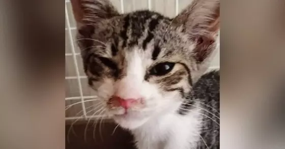 真夏のアスファルトで『虫の息だった子猫』が、現在…見違えるビフォーアフターに感動の声続出「よかったよかったー」「本当にイケニャン」