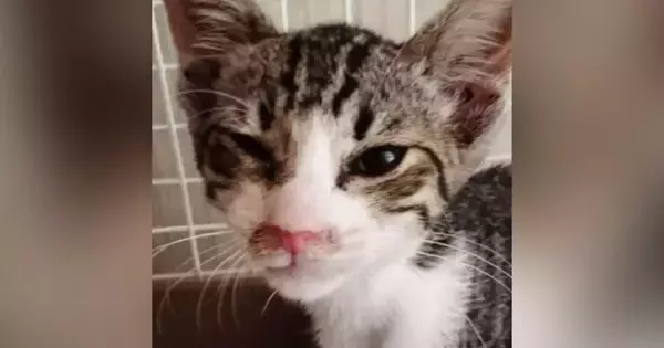 真夏のアスファルトで『虫の息だった子猫』が、現在…見違えるビフォーアフターに感動の声続出「よかったよかったー」「本当にイケニャン」