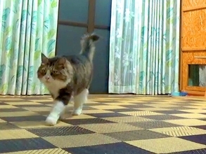 警戒心が強かった元ボス猫→別の部屋から名前を呼ばれた瞬間…絆を感じる『愛おしい光景』が20万再生「なんてお利口」「忠犬ならぬ忠猫」
