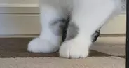 おもちゃを運んできた猫→『口元』をよく見たら、１つではなくて…まさかの『数』に爆笑の声「欲張りさんｗ」「いやちょっと可愛すぎるｗ」