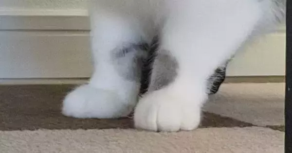 おもちゃを運んできた猫→『口元』をよく見たら、１つではなくて…まさかの『数』に爆笑の声「欲張りさんｗ」「いやちょっと可愛すぎるｗ」