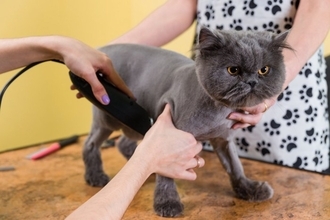猫の『サマーカット』って本当に必要なの？3つの良い点・悪い点から検討すべきことまで