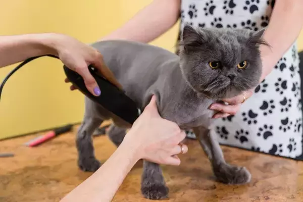 猫の『サマーカット』って本当に必要なの？3つの良い点・悪い点から検討すべきことまで