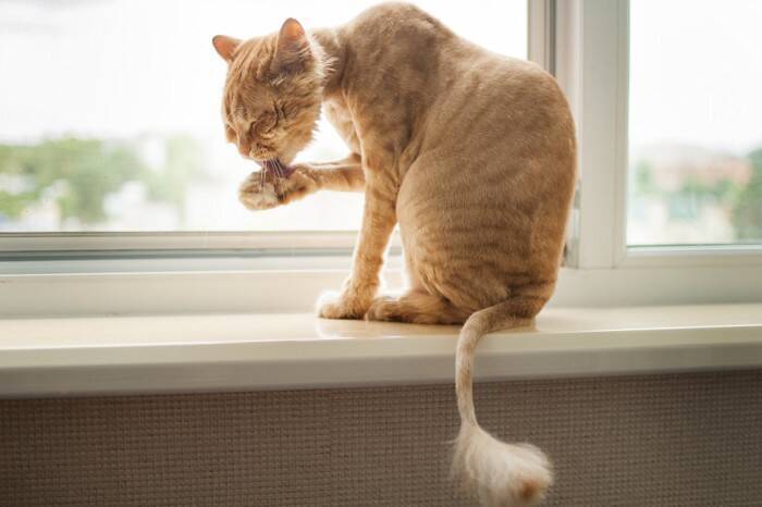 猫の『サマーカット』って本当に必要なの？3つの良い点・悪い点から検討すべきことまで