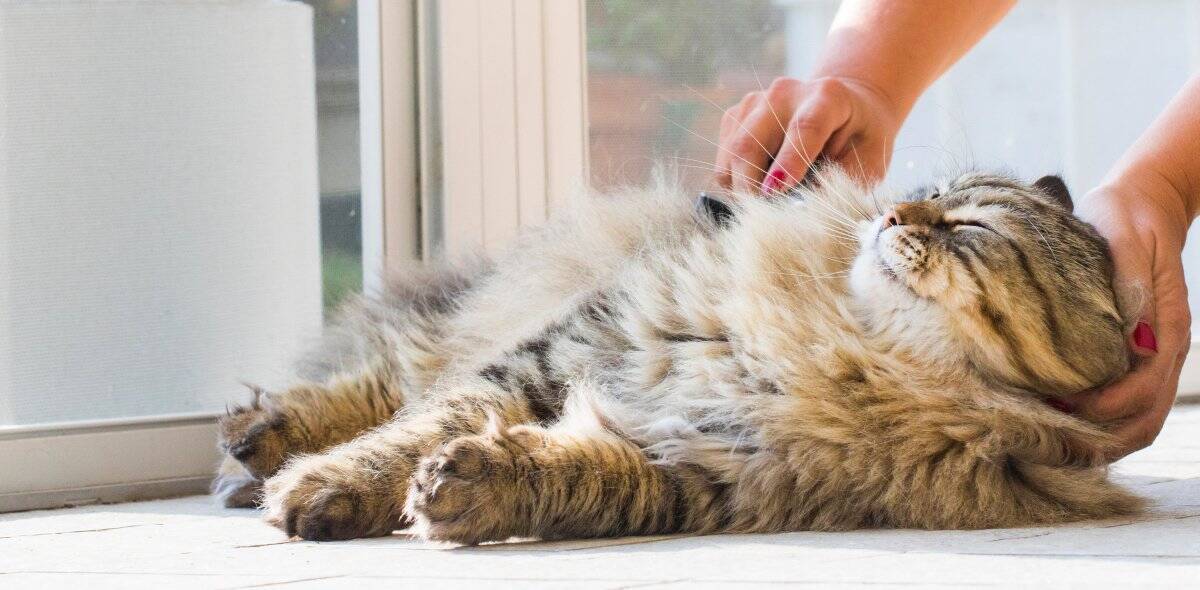 猫の『サマーカット』って本当に必要なの？3つの良い点・悪い点から検討すべきことまで