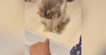 目の前にある『飼い主の指』を狙うネコ→勢いよくパンチを繰り出すと…『可愛すぎる瞬間』に「癒しでしかないｗ」「何度も見てしまった」の声