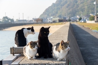 猫の社会には『上下関係』って存在する？立場を示す3つのサインからトラブルの予防策まで