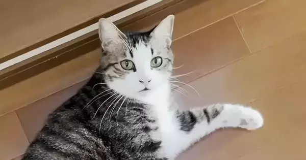 大好きなお父さんを見かけた猫、足元で何度もゴロンと転がって…たまらなく可愛い『甘えん坊っぷり』に「幸せだねぇ」「微笑ましい」の声