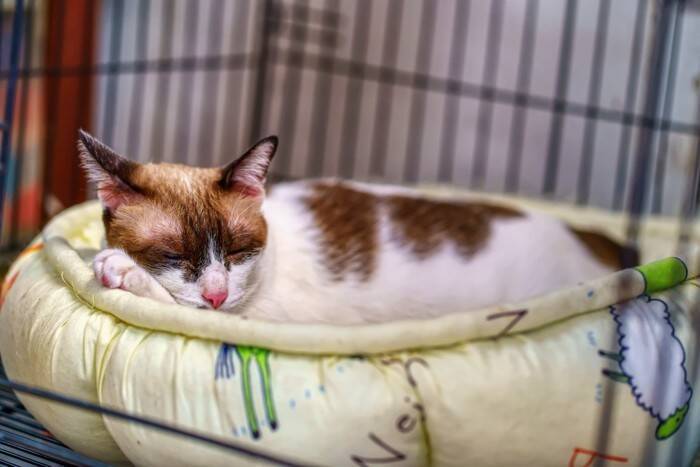 猫があなたの『顔の近くで寝ようとする』ときの理由5つ　どんな気持ちでそばに来るの？応え方のポイントも