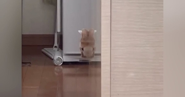 壁から顔を出して見つめてきた猫→ツヤツヤの壁に映り込んで…まさかの光景に「吹いたｗ」「わかっててやってるでしょｗ」と笑う人が続出
