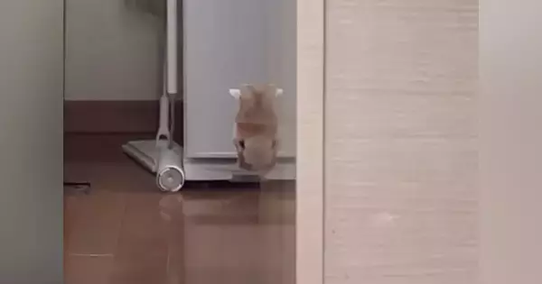 壁から顔を出して見つめてきた猫→ツヤツヤの壁に映り込んで…まさかの光景に「吹いたｗ」「わかっててやってるでしょｗ」と笑う人が続出