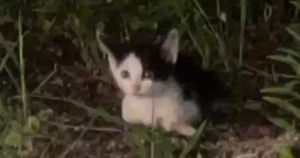 スーパーの駐車場で『鳴き続けていた子猫』…保護の瞬間と『心温まる変化』に感動の声「よく頑張ったね」「出会えてよかった」と12万再生