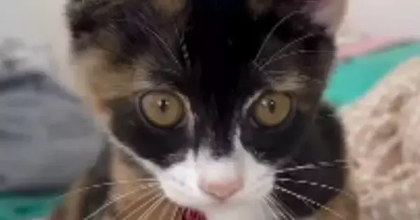 起きたばかりの子猫→『耳』を見たら、『寝癖』がついていて…思わず笑ってしまう光景に反響「寝起きの子猫可愛すぎ」「まだ赤ちゃんって感じ」