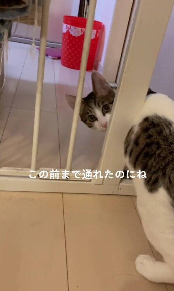 脱走癖のある子猫→『ドアノブを真上にした』結果…凄まじい執念に爆笑する人続出！325万再生「3日後には攻略してそうｗ」「必死ｗ」