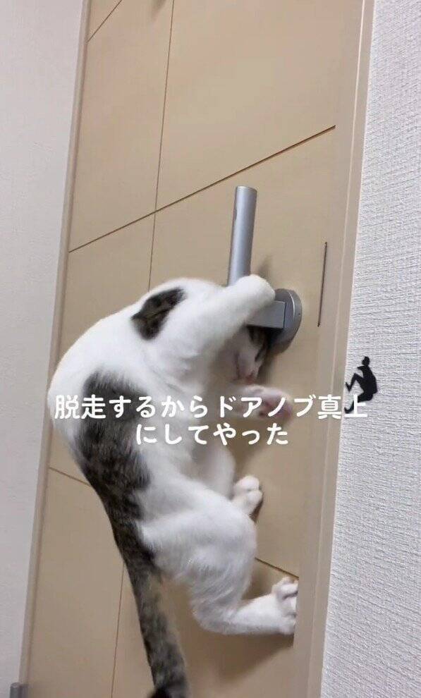 脱走癖のある子猫→『ドアノブを真上にした』結果…凄まじい執念に爆笑する人続出！325万再生「3日後には攻略してそうｗ」「必死ｗ」