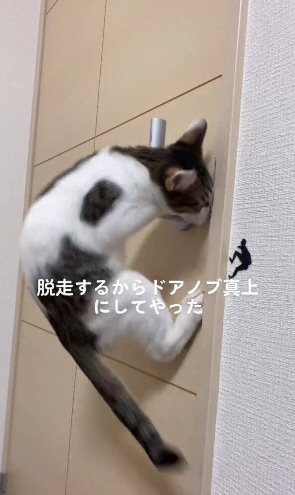 脱走癖のある子猫→『ドアノブを真上にした』結果…凄まじい執念に爆笑する人続出！325万再生「3日後には攻略してそうｗ」「必死ｗ」
