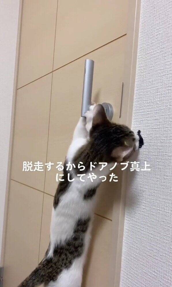 脱走癖のある子猫→『ドアノブを真上にした』結果…凄まじい執念に爆笑する人続出！325万再生「3日後には攻略してそうｗ」「必死ｗ」