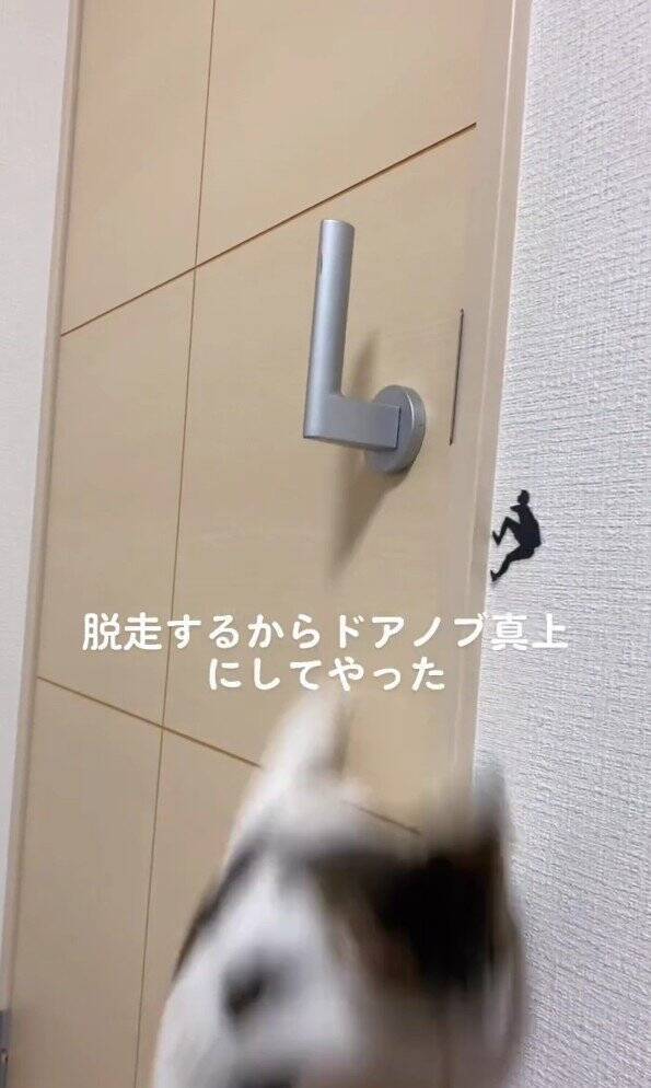 脱走癖のある子猫→『ドアノブを真上にした』結果…凄まじい執念に爆笑する人続出！325万再生「3日後には攻略してそうｗ」「必死ｗ」