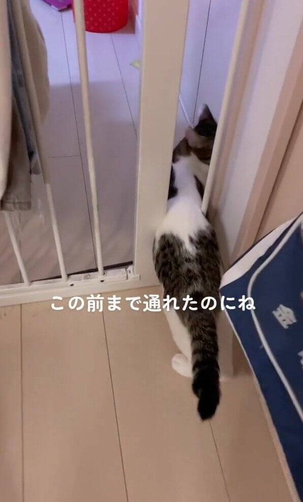 脱走癖のある子猫→『ドアノブを真上にした』結果…凄まじい執念に爆笑する人続出！325万再生「3日後には攻略してそうｗ」「必死ｗ」