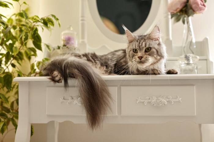 猫にとって危険！飼い主が使う『手・顔・髪のアイテム』4選　舐めると起こる健康リスクから対策まで