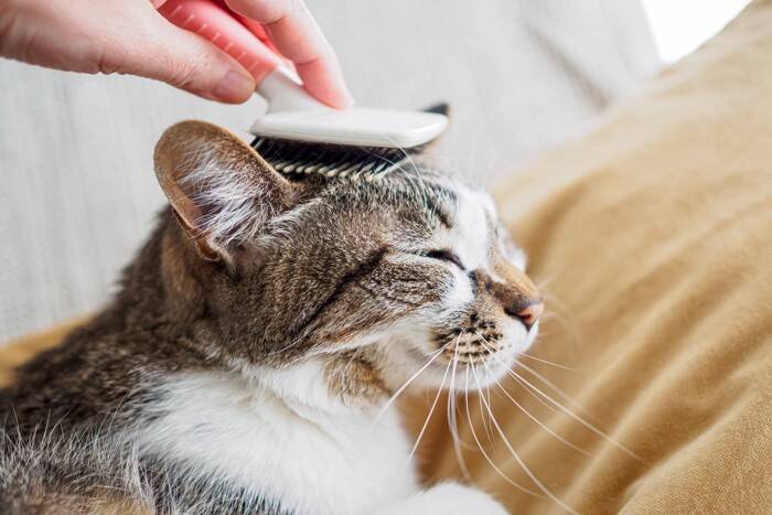 愛猫が高齢になったら見直したい『お世話の方法』6選　シニア期を快適に過ごすためのポイントとは