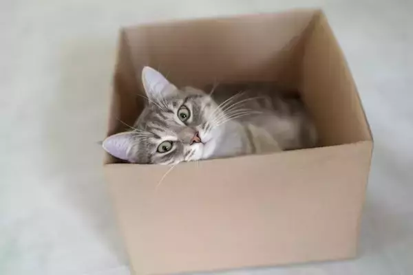 猫が『ダンボール』の虜になる理由4つ　入ろうとするワケや上手な活用法