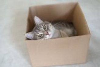 猫が『ダンボール』の虜になる理由4つ　入ろうとするワケや上手な活用法