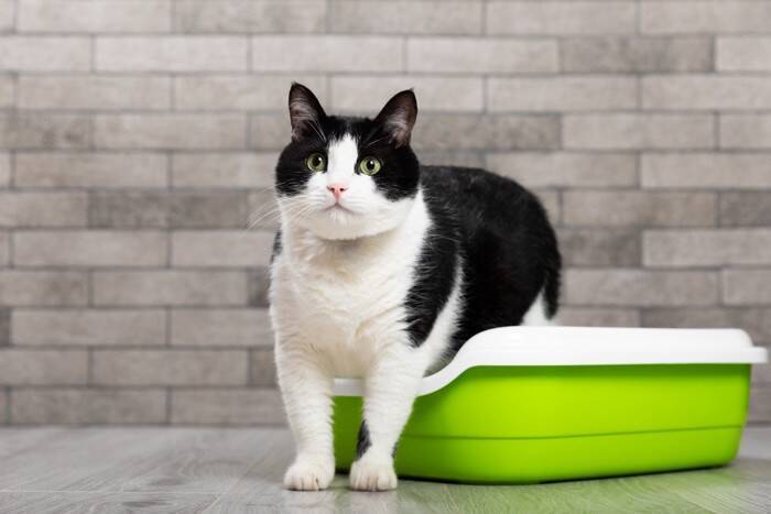 猫の『パンドラ症候群』ってどんな病気？見逃せない症状やサイン、対処法まで解説