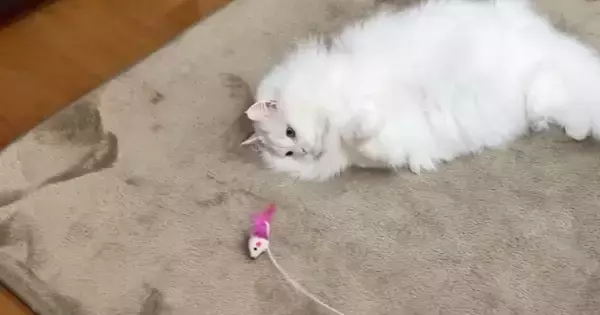 おもちゃで遊ぶ猫→ママに褒めてほしくて……あまりにも尊い『健気な行動』に「可愛すぎて反則」「いっぱい褒めてあげたくなる」と反響