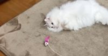 おもちゃで遊ぶ猫→ママに褒めてほしくて……あまりにも尊い『健気な行動』に「可愛すぎて反則」「いっぱい褒めてあげたくなる」と反響