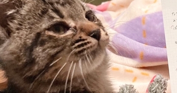 猫をお迎えして1週間、『名前』が全然決まらなくて…『候補を書いた紙』を見せてみたら→まさかの展開にほっこり