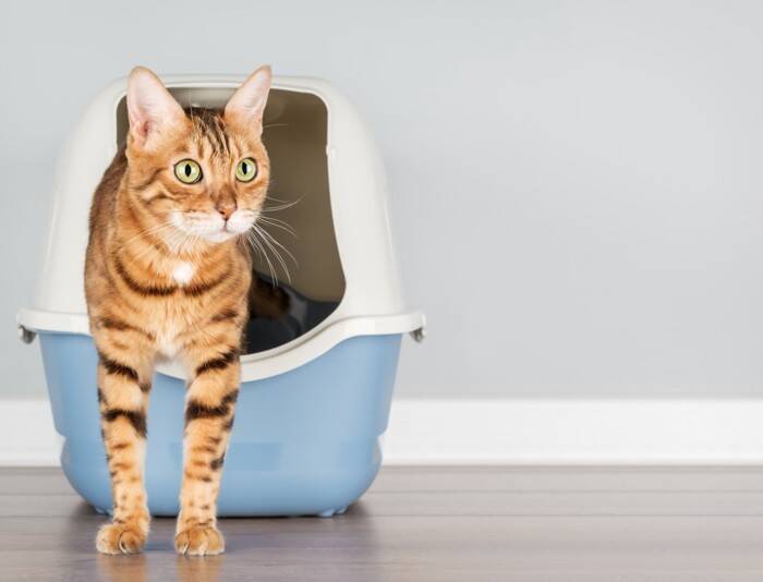 猫が嫌がる『使いにくいトイレ』の特徴5つ　放置するリスクや改善策まで解説