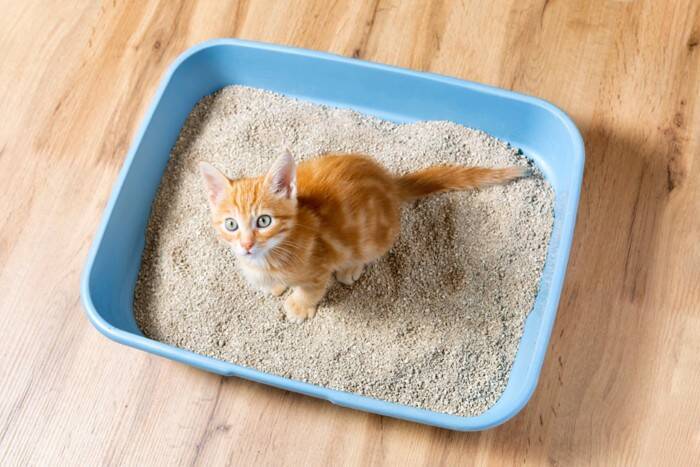 猫が嫌がる『使いにくいトイレ』の特徴5つ　放置するリスクや改善策まで解説